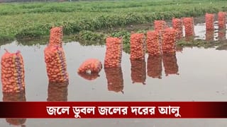 Potato Crisis: বাজারে মন্দা, সঙ্গে দোসর বৃষ্টি! জলের দরে আলুতেও পচনের আশঙ্কায় মাথায় হাত কৃষকদের