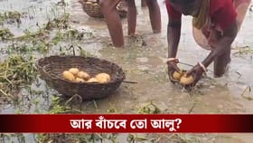 আচমকা শিলাবৃষ্টিতে জলের তলায় বিঘের পর বিঘে জমি, আর বাঁচবে আলু?