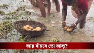 Potato Farmer: আচমকা শিলাবৃষ্টিতে জলের তলায় বিঘের পর বিঘে জমি, আর বাঁচবে আলু?