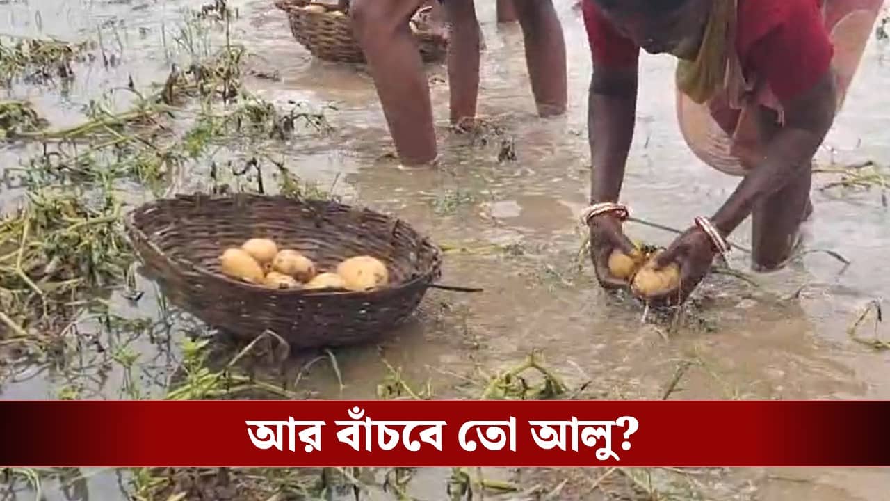 Potato Farmer: আচমকা শিলাবৃষ্টিতে জলের তলায় বিঘের পর বিঘে জমি, আর বাঁচবে আলু?