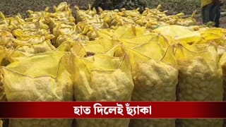 Potato Price: ঘরে তোলার আগেই ডাবল প্রাইস! আলুর দাম নেই, কিন্তু বস্তার দামে ছ্যাঁকা কৃষকদের