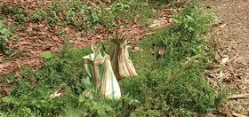 ভোটের আবহে বড়সড় অশান্তির চেষ্টা? পরপর বোমা উদ্ধারকে ঘিরে চাঞ্চল্য