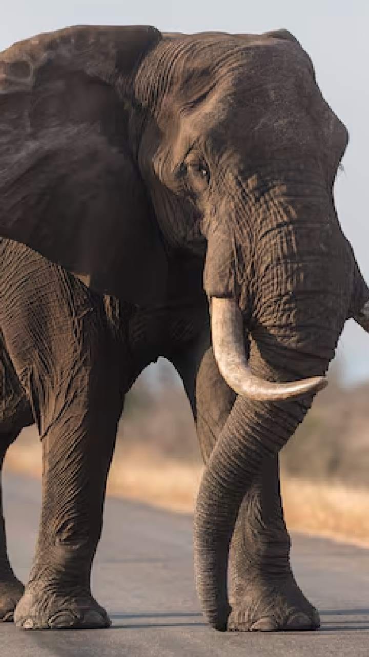 ঝাড়গ্রামে কেন্দ্রীয় বাহিনীর দাপট! 'তোলাবাজ' রামলালকে পিছু হটতে বাধ্য করল জোয়ানরা