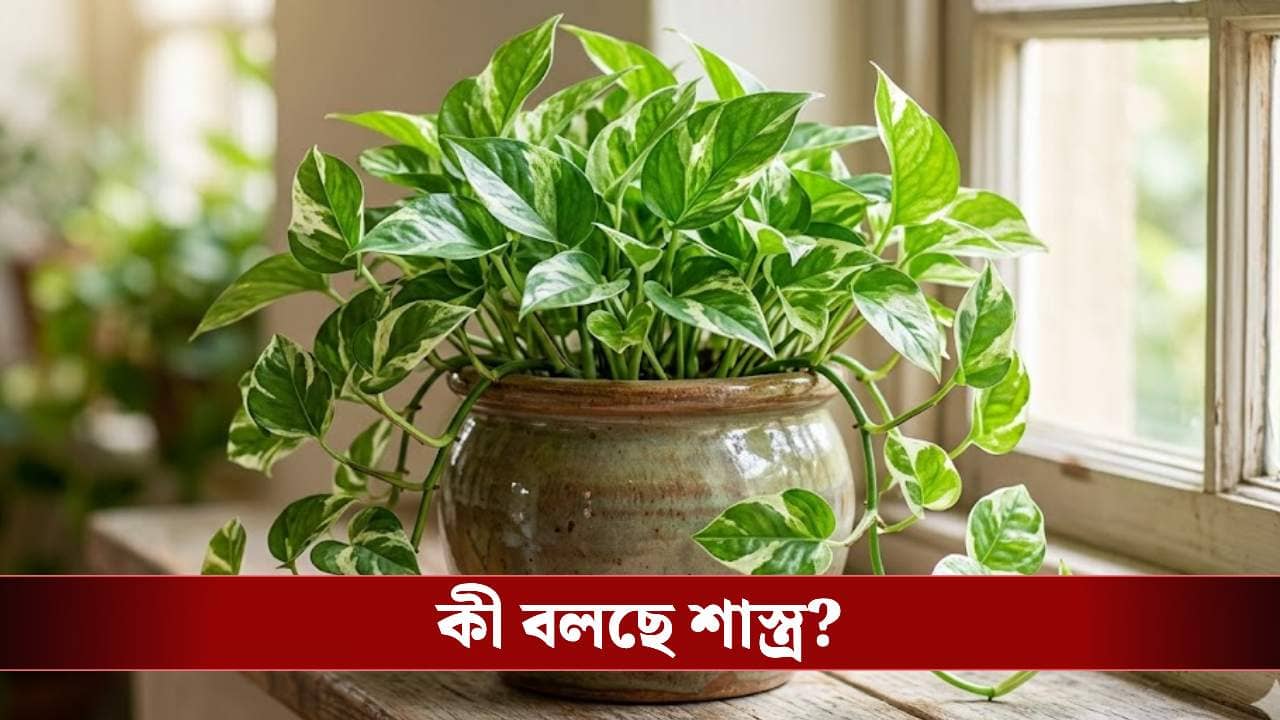 মানিপ্ল্যান্ট কি মাটিতে লুটোপুটি খাচ্ছে? অজান্তেই ‘লক্ষ্মী’ বিদায় করছেন না তো!