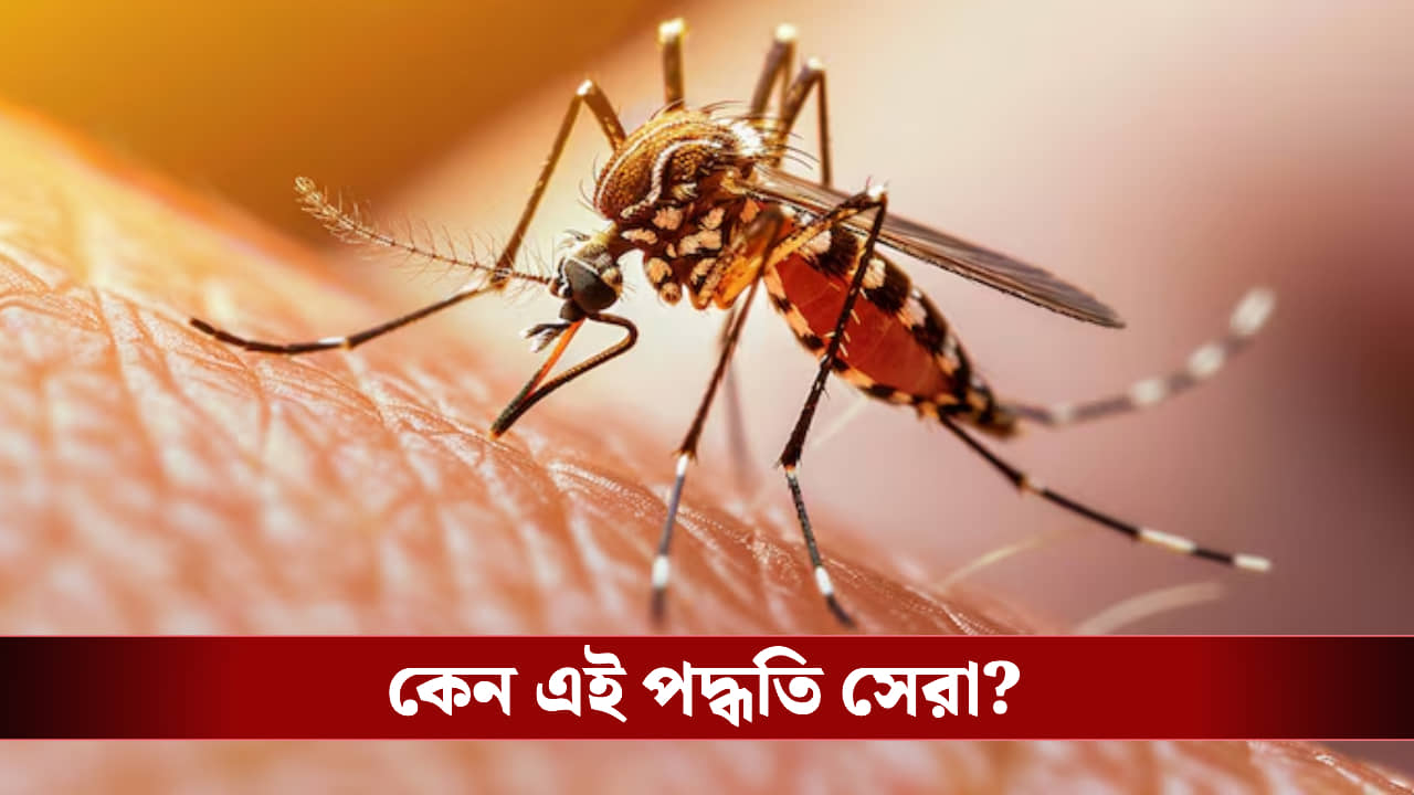 জানালায় রাখুন এই দুটি গাছ! মশা পালানোর পথ পাবে না