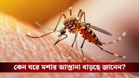 কয়েল-স্প্রে ছাড়াই জব্দ হবে! ঘরোয়া টোটকায় বিদায় করুন মশা