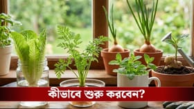 রাসায়নিকের কারণে বাজারের সবজিতে ভয়! বাড়িতেই ফলন করুন এভাবে