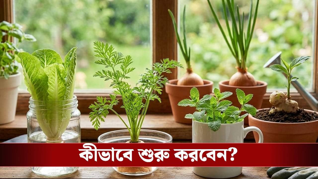 রাসায়নিকের কারণে বাজারের সবজিতে ভয়! বাড়িতেই ফলন করুন এভাবে
