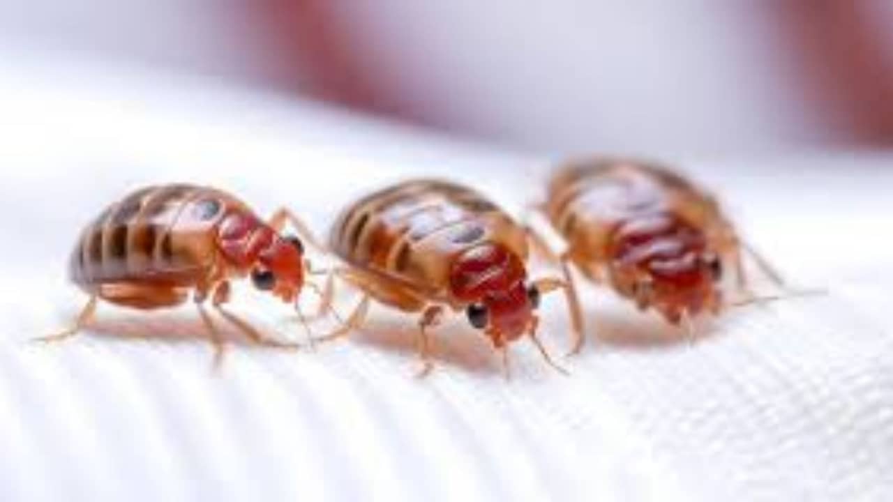 বাড়ির আসবাবপত্রে ছারপোকার উপদ্রব? এই ৪টি সহজ উপায়ে নিমেষেই হবে মুশকিল আসান