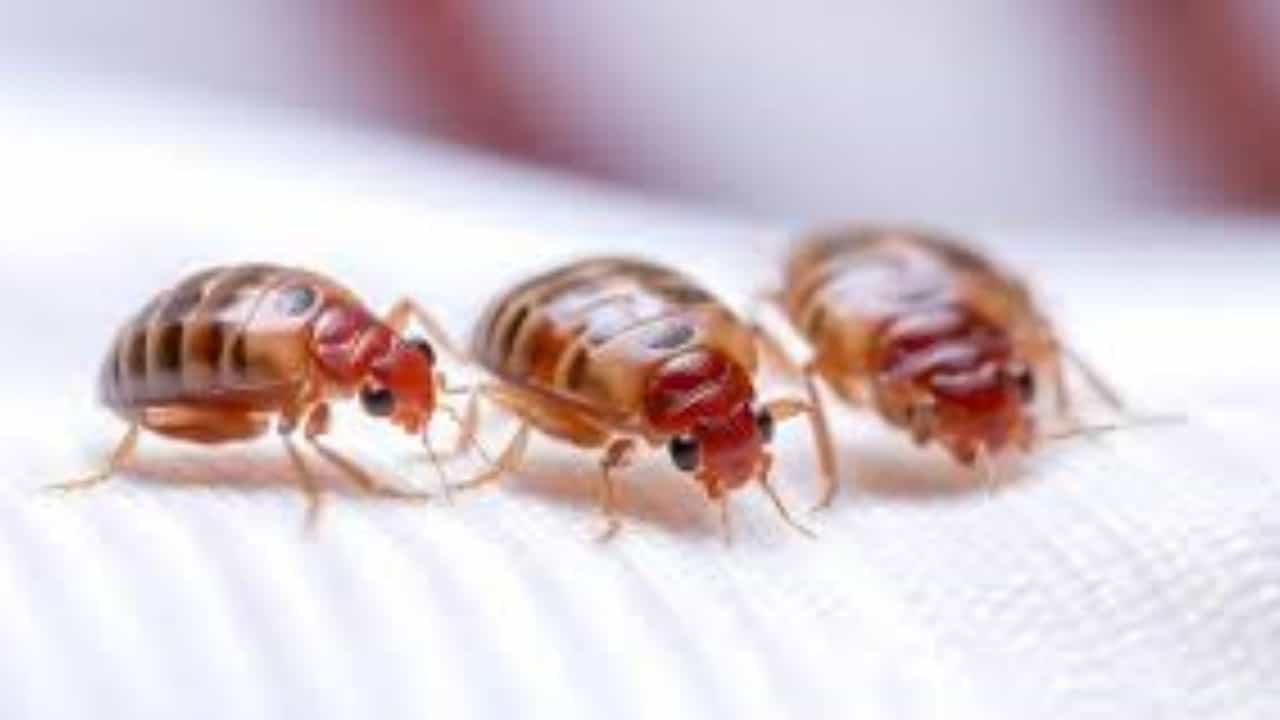 বাড়ির আসবাবপত্রে ছারপোকার উপদ্রব? এই ৪টি সহজ উপায়ে নিমেষেই হবে মুশকিল আসান