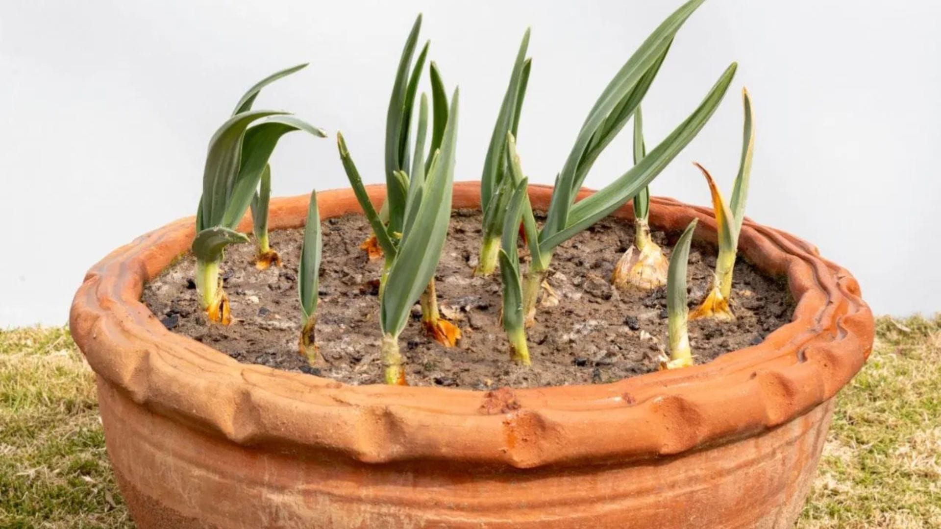 রসুনের উগ্র গন্ধ মশা ও পতঙ্গ তাড়াতে দারুণ কার্যকর। এটি একটি প্রাকৃতিক কীটনাশক হিসেবে কাজ করে এবং খুব সহজেই টবে বা বাগানে চাষ করা যায়।