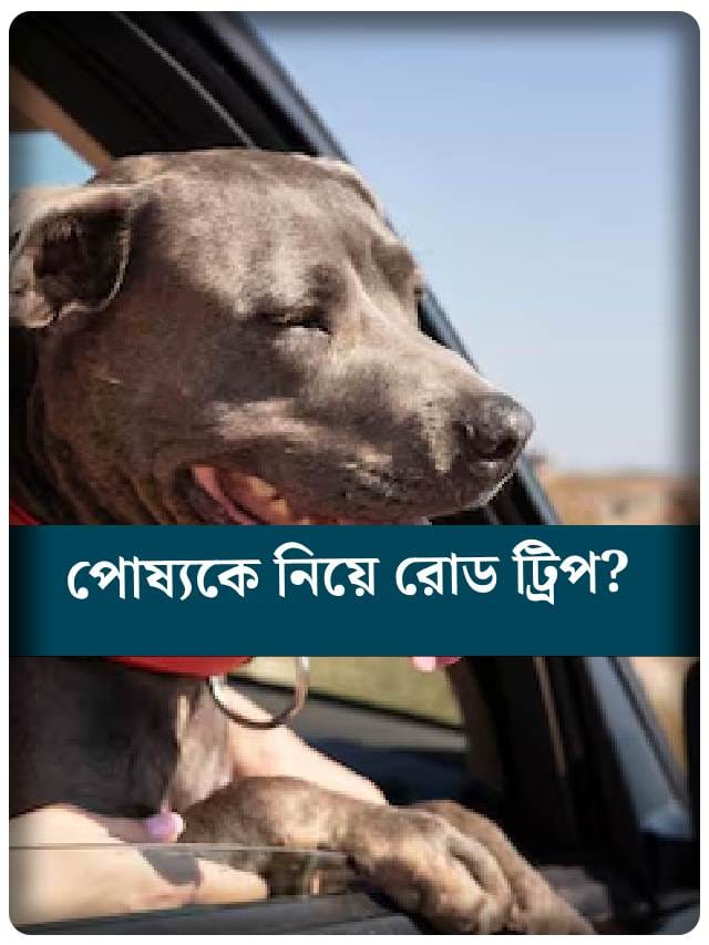 চারপেয়ে বন্ধুকে নিয়ে রোড ট্রিপ? সঙ্গে রাখুন এই জরুরি জিনিস