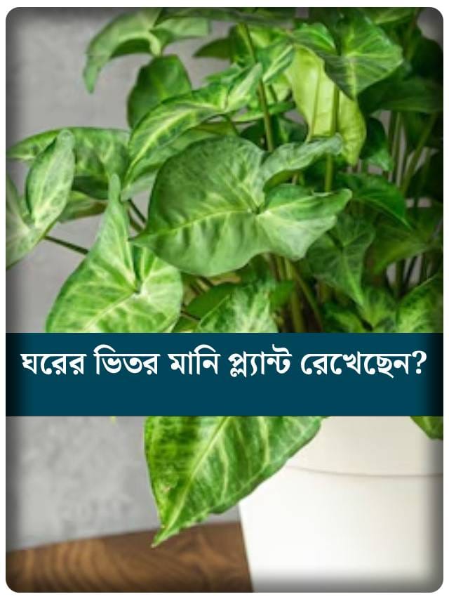 জানেন ঘরে মানি প্ল্যান্ট রাখলে কী কী হয়?