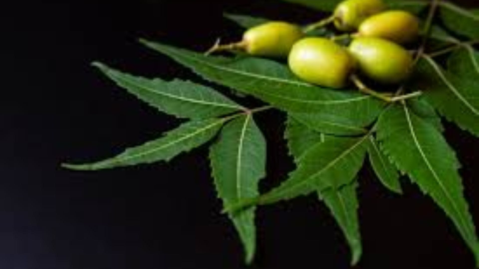  সদগুরু এবং আয়ুর্বেদ বিশেষজ্ঞদের মতে, কোষ্ঠশোধন বা কোলোন পরিষ্কার রাখতে নিম অত্যন্ত কার্যকরী。 এটি পরিপাকতন্ত্রের ক্ষতিকর ব্যাকটেরিয়া ধ্বংস করে পেট পরিষ্কার রাখে。