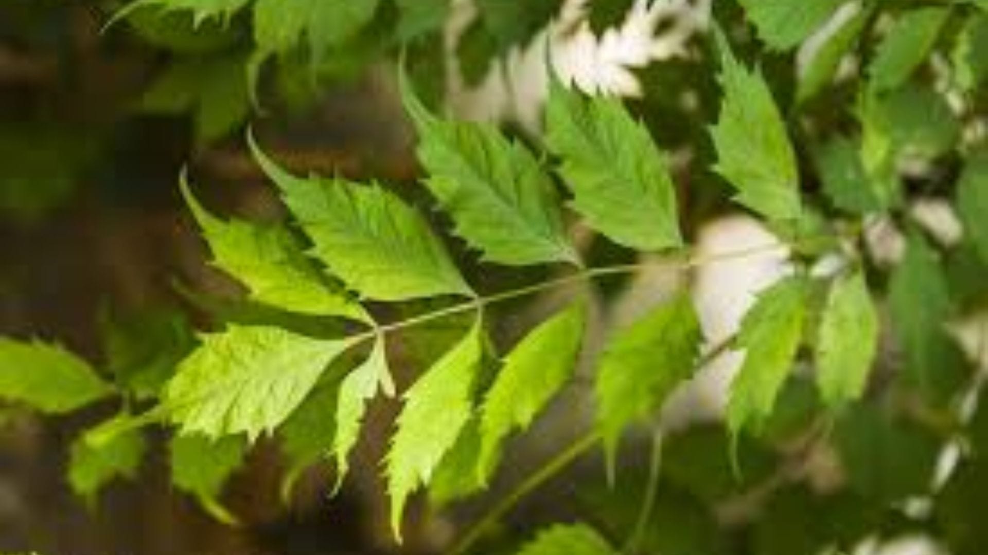 রক্ত থেকে টক্সিন বা বিষাক্ত পদার্থ বের করে দিতে নিমের জুড়ি মেলা ভার। এটি প্রাকৃতিক 'ব্লাড পিউরিফায়ার' হিসেবে কাজ করে, যা ত্বকের ঔজ্জ্বল্য বাড়াতেও সাহায্য করে।