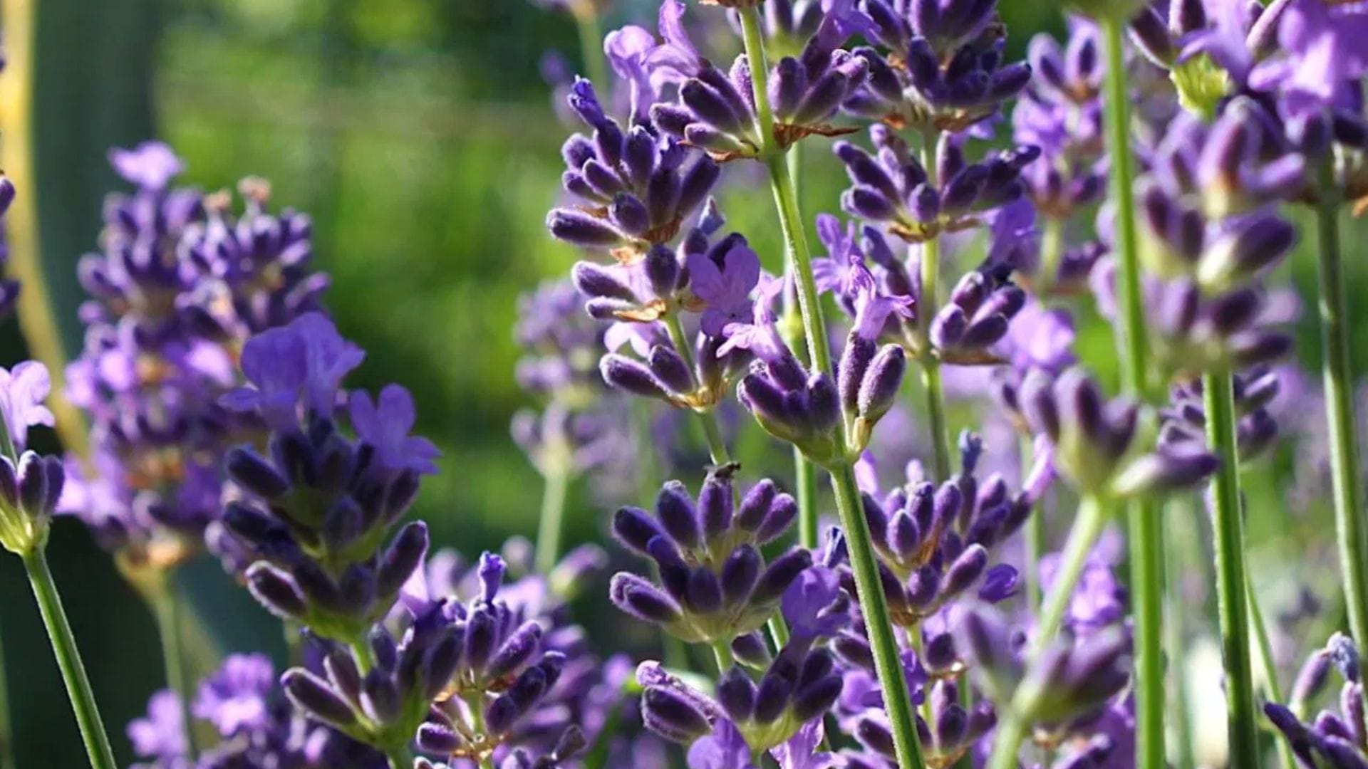 ল্যাভেন্ডার তার চমৎকার সুগন্ধের জন্য পরিচিত। মানুষের কাছে এই গন্ধ প্রিয় হলেও মশা ও পতঙ্গরা এটি একেবারেই পছন্দ করে না। এটি ঘর সাজাতেও ব্যবহার করা যায়।