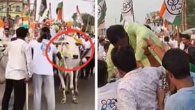 VIDEO: TMC সাংসদ তখনও বসে, হঠাৎ গাড়ি ফেলে দৌড়ে পালাল দুই গরু