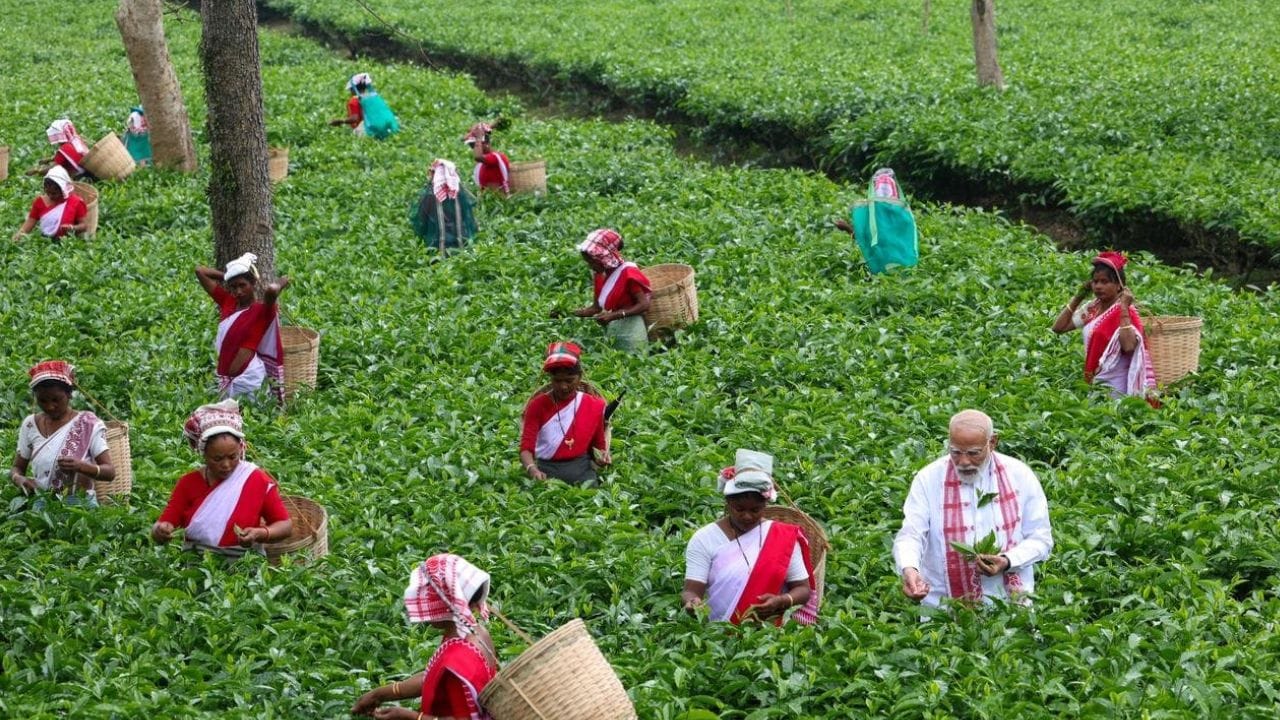 অন্য একটি পোস্টে প্রধানমন্ত্রী মোদী বলেছেন, "আমরা প্রতিটি চা বাগান পরিবারের প্রচেষ্টায় অত্যন্ত গর্বিত। তাদের কঠোর পরিশ্রম ও নিষ্ঠা অসমের জন্য সম্মান বয়ে এনেছে।" এই সফরের বেশ কয়েকটি ছবি শেয়ার করে প্রধানমন্ত্রী মোদী আরও বলেন, "চা পাতা তোলার পর মহিলারা তাঁদের সংস্কৃতি নিয়ে কথা বলেছেন এবং তারপর সেলফি তুলেছেন।"