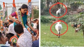 সব ফেলে গরুদের দে দৌড়! গরুর গাড়িতে প্রচার করতে গিয়ে তৃণমূল প্রার্থীর