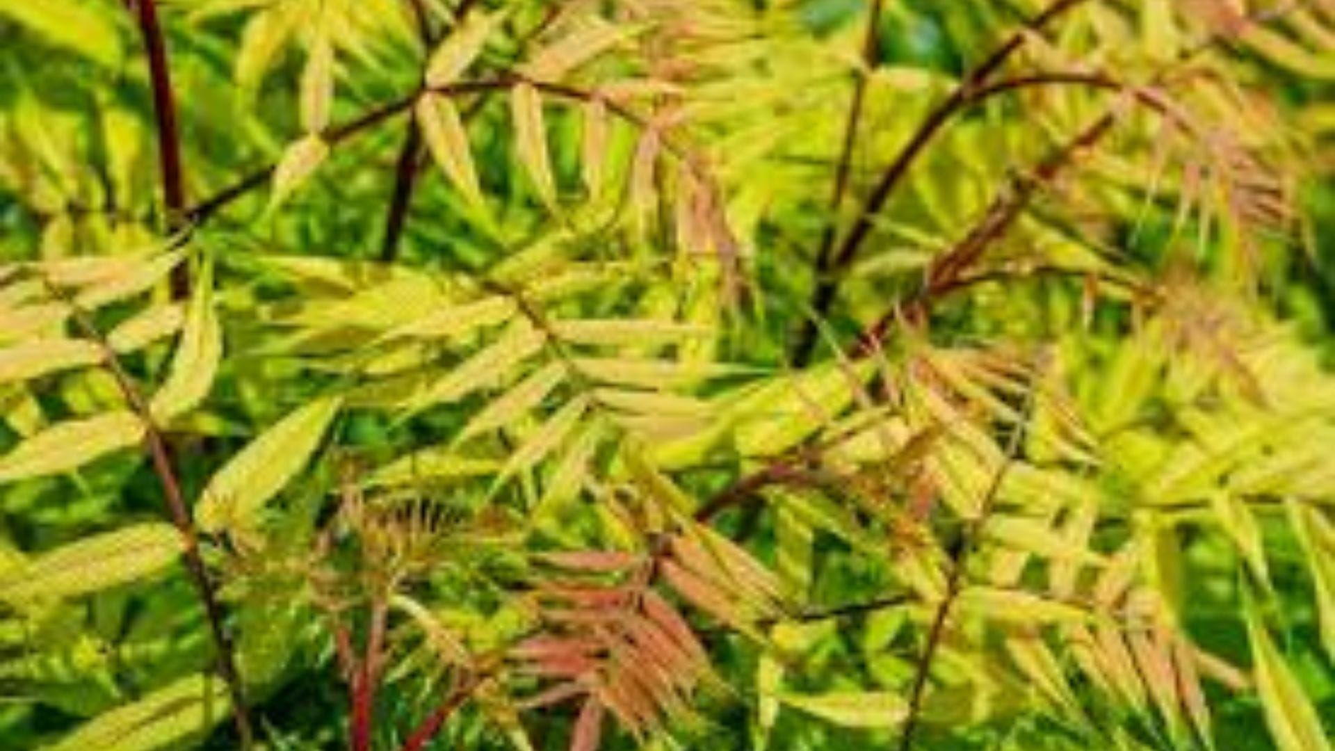 ব্রণ, র‍্যাশ বা যেকোনো চর্মরোগের চিকিৎসায় নিমের অ্যান্টি-ব্যাকটেরিয়াল গুণ দ্রুত কাজ করে। নিয়মিত নিম পাতা খেলে ত্বকের ভেতরের ইনফেকশন দূর হয়।