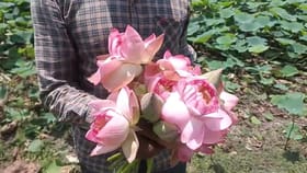 তীব্র গরমেই দিকে দিকে ফুটছে পদ্ম! BJP বলছে ‘শুভ ইঙ্গিত’, কী বলছে TMC?