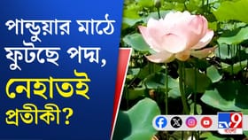 পান্ডুয়ার মাঠে ফুটছে পদ্ম, নেহাতই প্রতীকী?