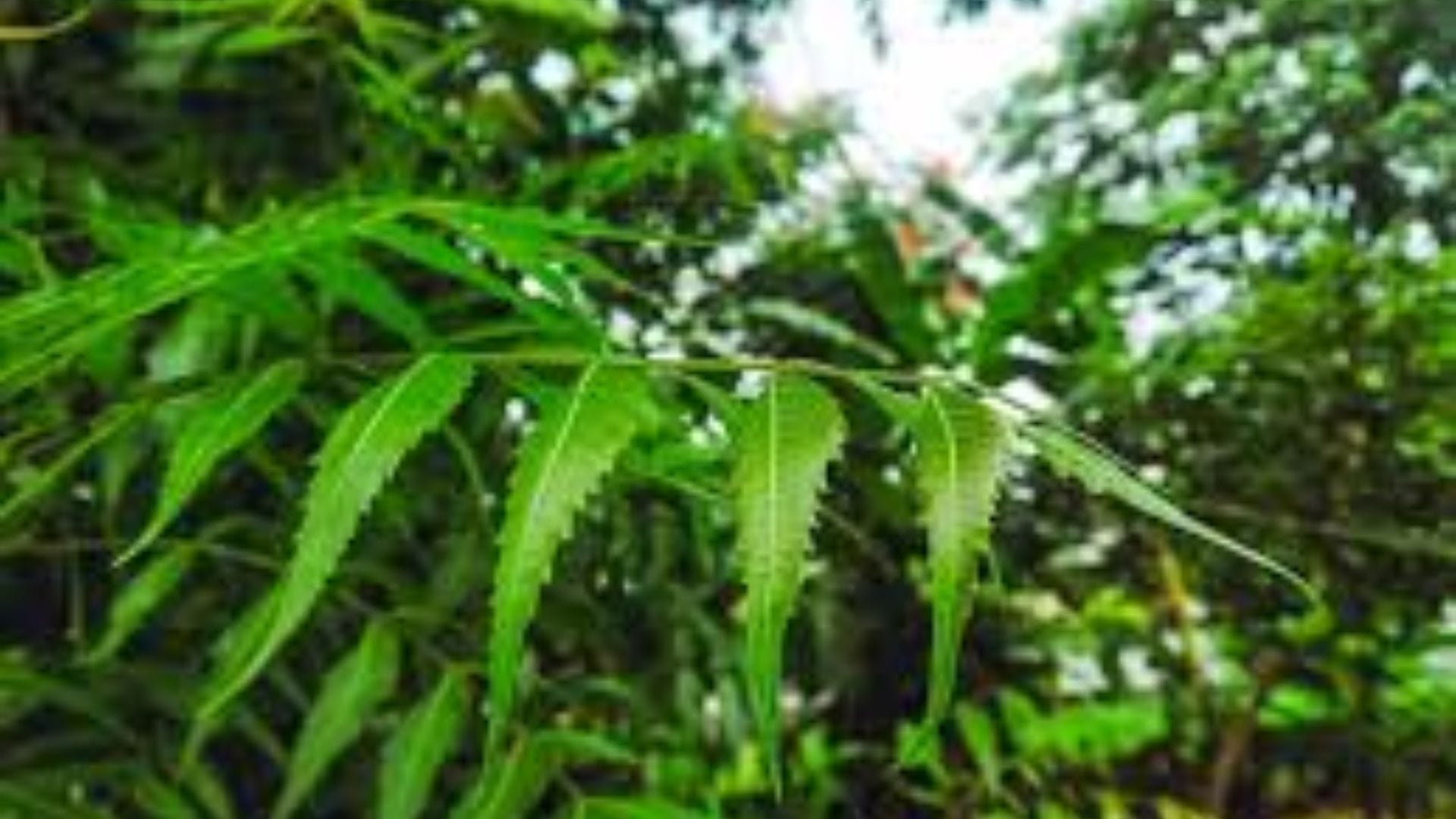 শরীরের কোলন পরিষ্কার থাকলে মনের ভারসাম্য বজায় রাখা সহজ হয়。 নিম ও হলুদের যৌথ ব্যবহার শরীরকে ভেতর থেকে শুদ্ধ (Detox) করে এক ধরণের ভারসাম্য ফিরিয়ে আনে。