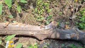 থানার ঠিক পাশেই...হঠাৎ বিস্ফোরণ, ধোঁয়ায় ধোঁয়া গোটা এলাকা