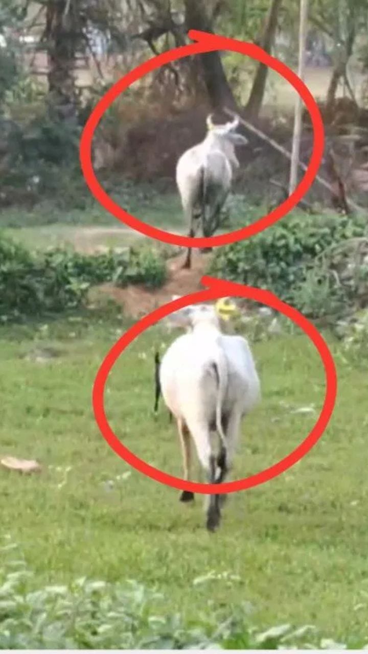 গাড়িতে TMC সাংসদকে ফেলেই গরুর দে দৌড়, দেখুন ভিডিয়ো