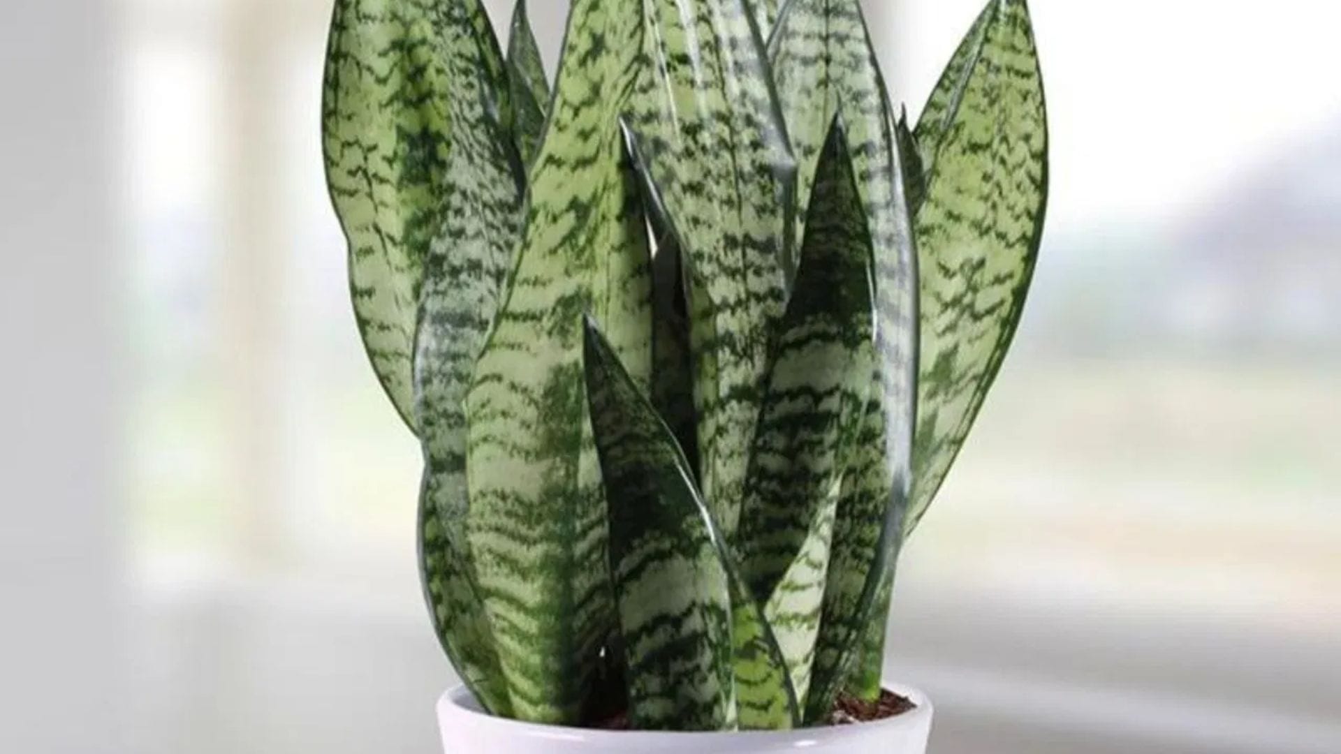 স্নেক প্ল্যান্ট : গরমকালে বাতাসকে ঠান্ডা এবং বিশুদ্ধ রাখতে স্নেক প্ল্যান্ট অত্যন্ত কার্যকর। এটি রাতেও অক্সিজেন ছাড়ে, তাই শোওয়ার ঘরের (Bedroom) জন্য এটি আদর্শ। সবচেয়ে বড় সুবিধা হলো, এর খুব বেশি যত্নের প্রয়োজন হয় না; সপ্তাহে মাত্র একবার জল দিলেই চলে। তবে সরাসরি কড়া রোদে এটি রাখবেন না।