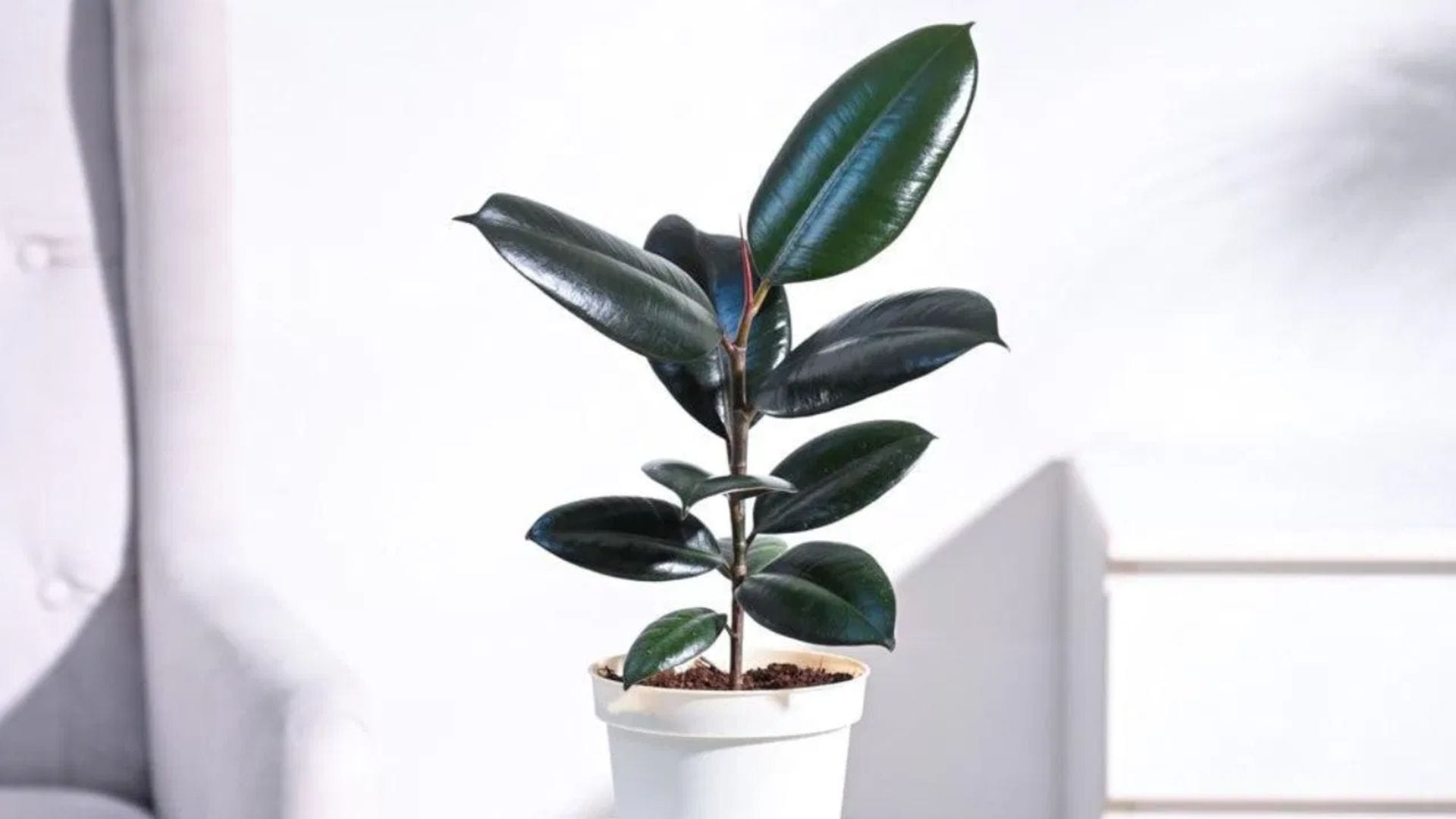 রাবার প্ল্যান্ট: বড় বড় পাতার কারণে রাবার প্ল্যান্ট বাতাস ঠান্ডা রাখতে সাহায্য করে এবং ঘরের শোভা বাড়ায়। এর খুব সামান্য রোদের প্রয়োজন হয়, তাই জানালার কাছে রাখা ভালো। মাটি শুকিয়ে গেলে তবেই জল দিন, অতিরিক্ত জলে গাছের গোড়া পচে যেতে পারে।