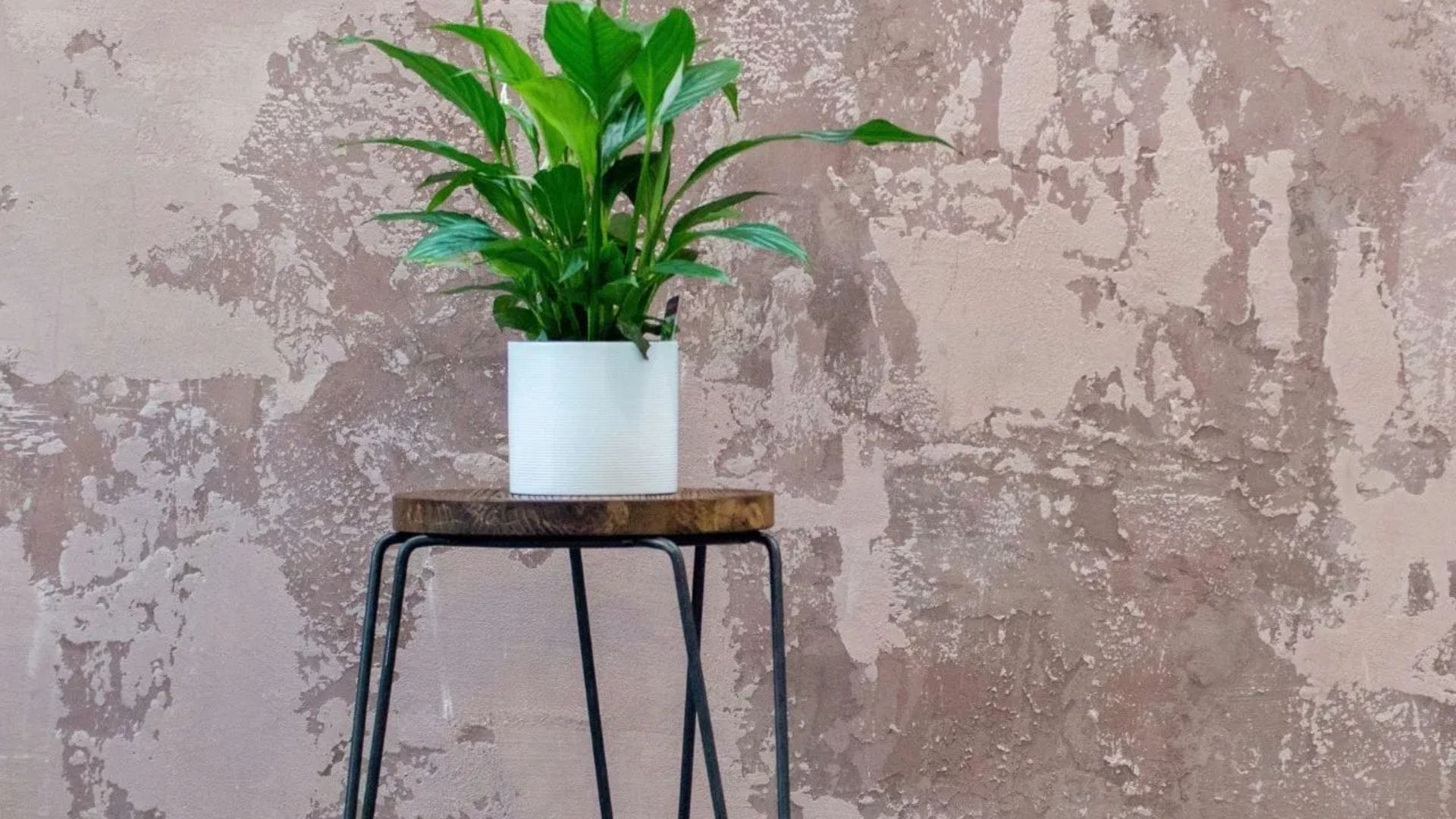  পিস লিলি: গরমে ঘর ঠান্ডা রাখার জন্য পিস লিলি একটি চমৎকার গাছ। এটি বাতাসে আর্দ্রতা তৈরি করে, যা গরমের প্রভাব কমিয়ে দেয়। মনে রাখবেন, এই গাছ ছায়া পছন্দ করে, তাই কড়া রোদ থেকে একে দূরে রাখুন। এর মাটি হালকা ভেজা রাখা প্রয়োজন, তবে অতিরিক্ত জল দেবেন না।