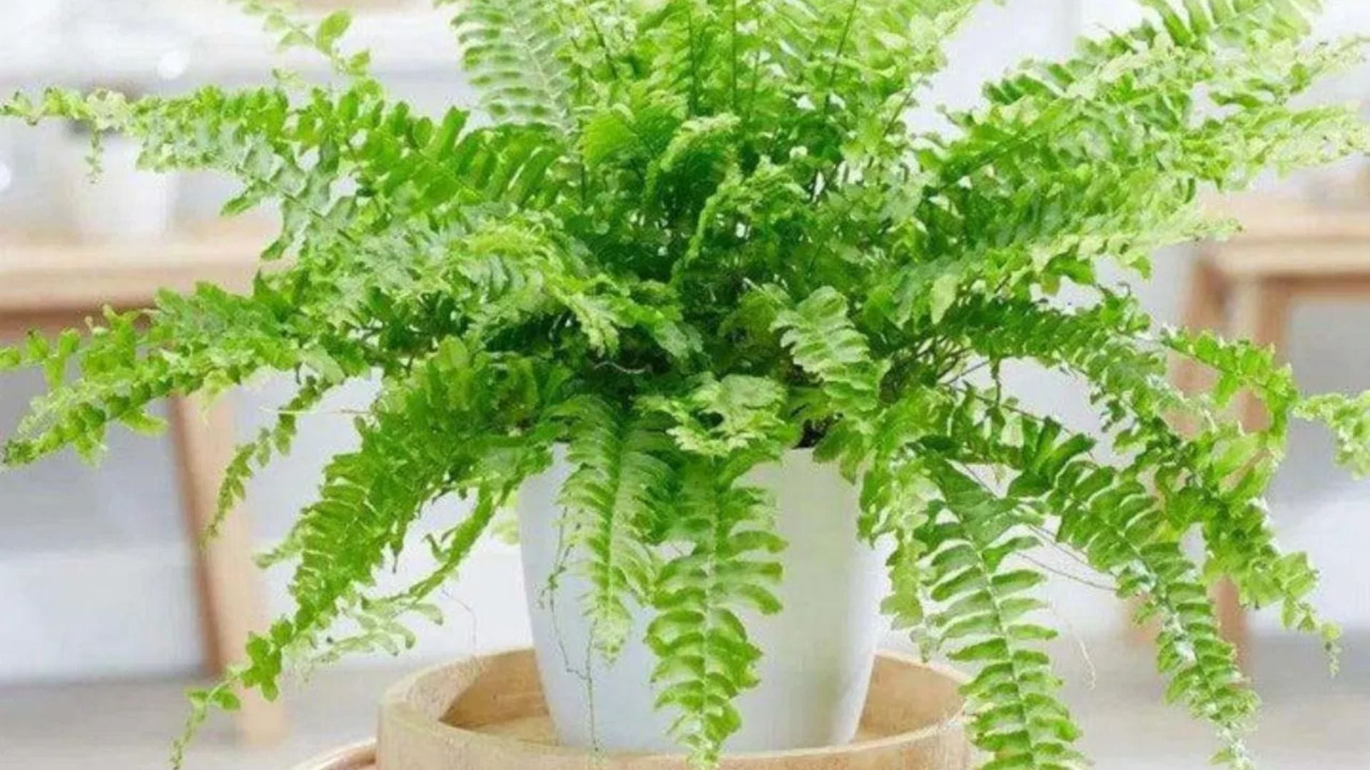  ফার্ন : ফার্ন গাছ একটি প্রাকৃতিক হিউমিডিফায়ার হিসেবে কাজ করে, যা পরিবেশকে ঠান্ডা ও সতেজ রাখে। গরমের সময় এই গাছ ঘরের ভেতরে রাখা খুবই জরুরি। এই গাছ আর্দ্রতা পছন্দ করে, তাই প্রতিদিন সামান্য জল স্প্রে করুন এবং সরাসরি রোদ থেকে বাঁচিয়ে রাখুন।