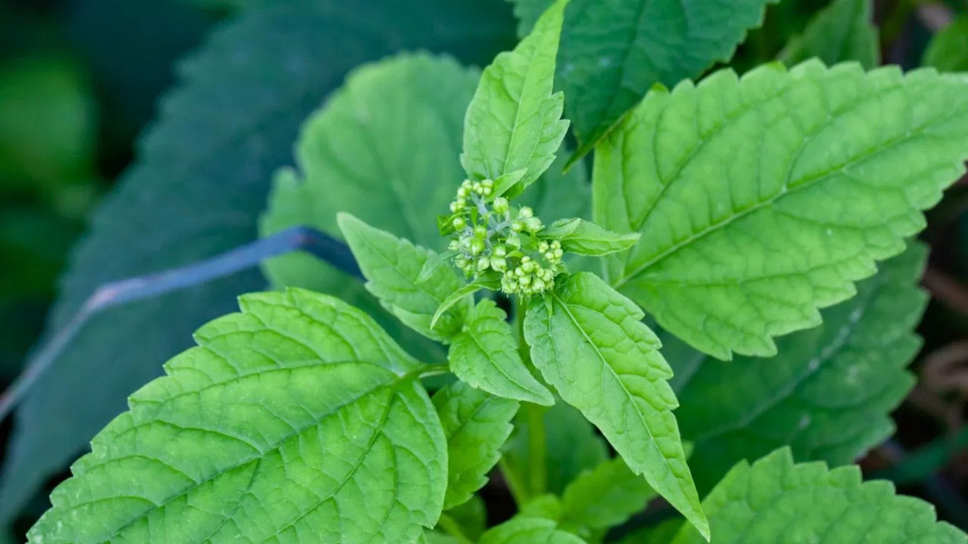 সর্পগন্ধা একটি ওষধি গাছ যা মশা এবং ছোট কিটপতঙ্গ দূরে রাখতে সাহায্য করে। এর তীব্র গন্ধ মশাদের ধারেকাছে ঘেষতে দেয় না এবং বাড়ির পরিবেশ শুদ্ধ রাখে।
