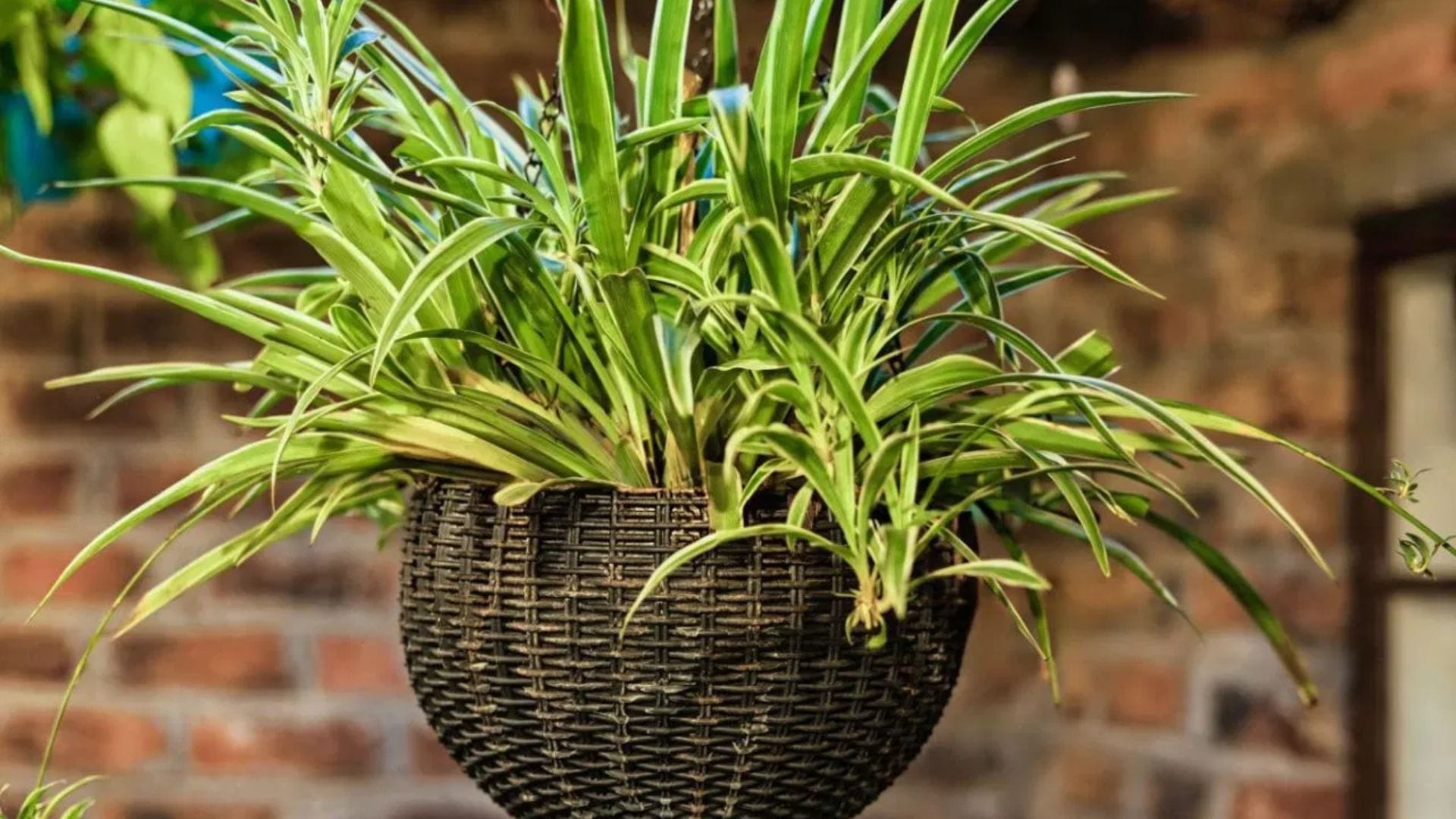 স্পাইডার প্ল্যান্ট: গরমের দিনে ঘরের ভেতরে রাখার জন্য স্পাইডার প্ল্যান্ট একটি দারুণ বিকল্প। এটি বাতাসকে শুদ্ধ করে এবং ঘরকে শীতল রাখতে সাহায্য করে। এই গাছের জন্য হালকা রোদ এবং খুব কম জলের প্রয়োজন হয়, তাই খুব বেশি দেখাশোনা করার ঝক্কি নেই।