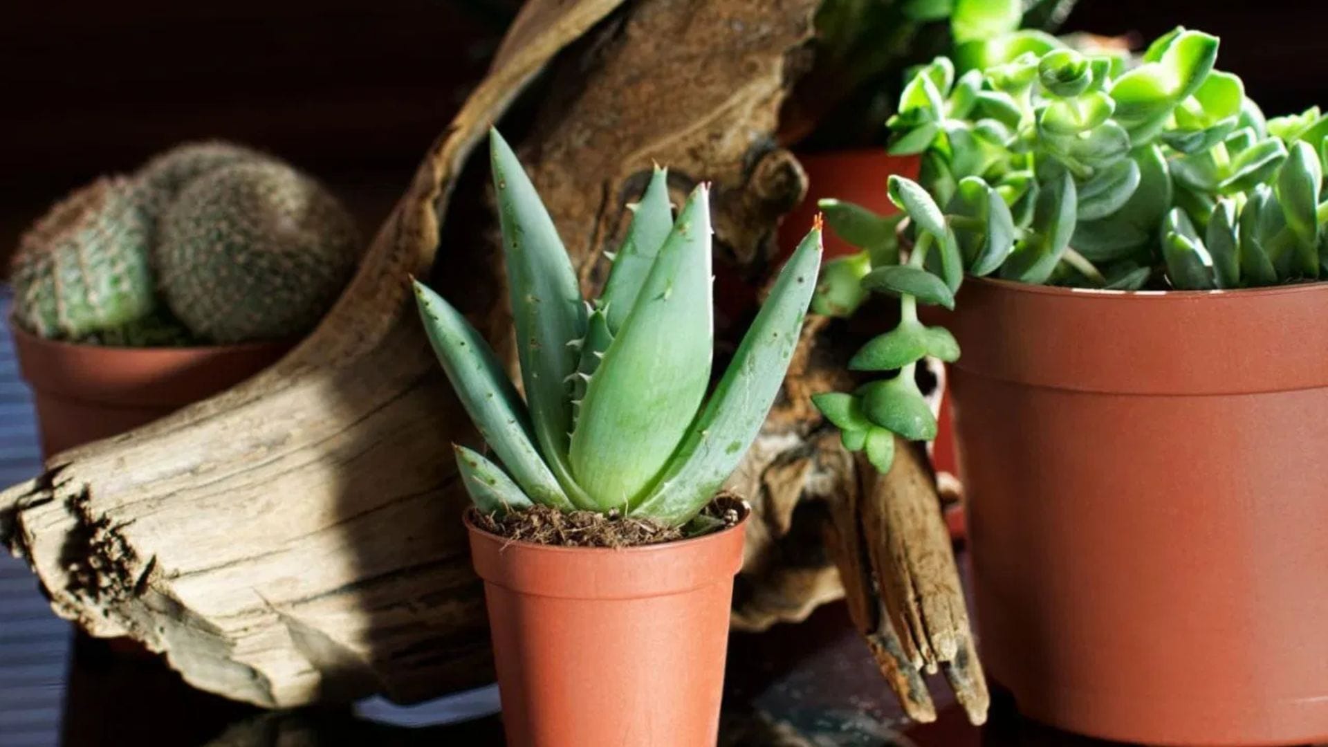 অ্যালোভেরা : খুব কম মানুষই জানেন যে অ্যালোভেরা বা ঘৃতকুমারী ঘর ঠান্ডা রাখতে সাহায্য করে। এছাড়া এটি ত্বক ও চুলের জন্য খুবই উপকারী। অ্যালোভেরা ঘরের ভেতরে বা বাইরে দুই জায়গাতেই রাখা যায়। ঘরের ভেতরে রাখলে জানালার পাশে রাখা ভালো, যাতে এটি হালকা রোদ পায়।