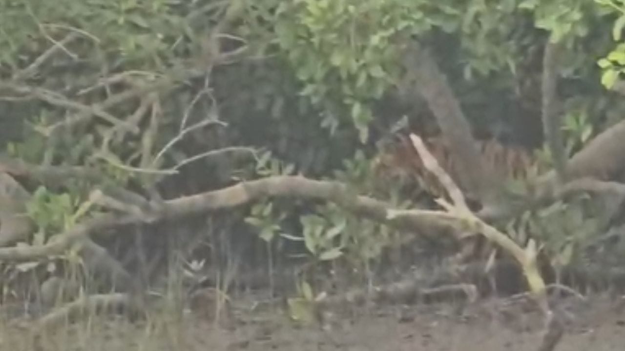 গাইড চিন্ময় চুয়ান জানান, "ঠিক দুপুর ২টো ৫০ মিনিট নাগাদ পীরখালির জঙ্গলের খাঁড়ির ধারে হঠাৎই বাঘিনী ও তার ছানার দেখা মেলে। পর্যটকরা যখন নিস্তব্ধ হয়ে অপেক্ষা করছিলেন, তখনই ঝোপের আড়াল থেকে বেরিয়ে আসে তারা।"