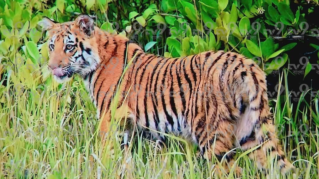সুন্দরবন বললেই চলে আসে রয়্যাল বেঙ্গল টাইগারের কথা। পর্যটকরাও সুন্দরবন ভ্রমণে গিয়ে জঙ্গলের দিকে স্থির দৃষ্টিতে তাকিয়ে থাকেন। যদি রয়্যাল বেঙ্গল টাইগারের দেখা মেলে। তবে সবসময় সেই সৌভাগ্য হয় না।
