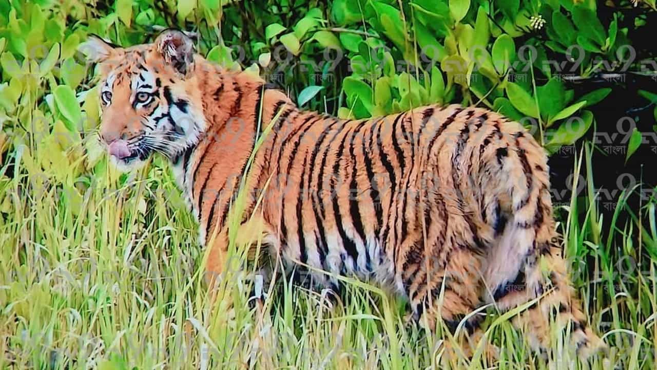 সুন্দরবন বললেই চলে আসে রয়্যাল বেঙ্গল টাইগারের কথা। পর্যটকরাও সুন্দরবন ভ্রমণে গিয়ে জঙ্গলের দিকে স্থির দৃষ্টিতে তাকিয়ে থাকেন। যদি রয়্যাল বেঙ্গল টাইগারের দেখা মেলে। তবে সবসময় সেই সৌভাগ্য হয় না।