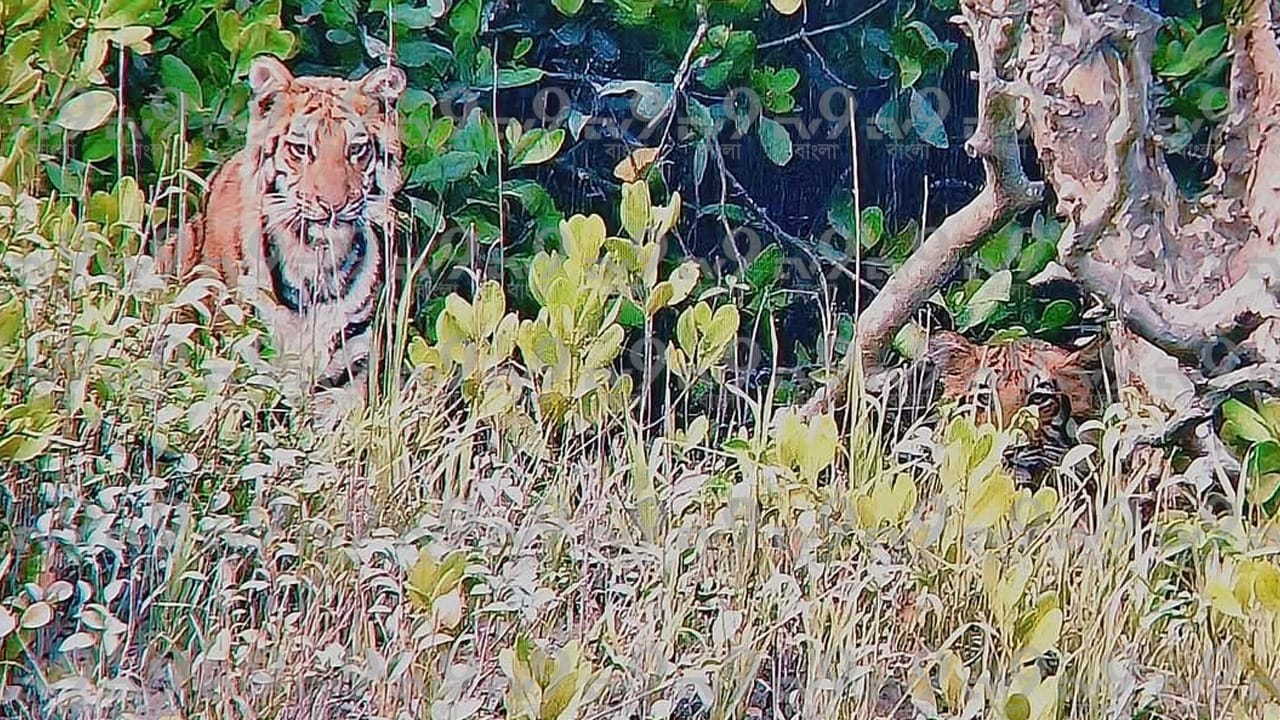 এবার আর একা নয়, সপরিবারে ধরা দিল সুন্দরবনের রাজা। 