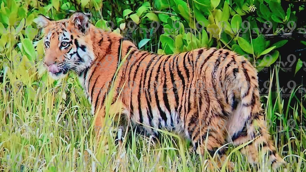 রবিবার দুপুর ২টো ৫০ মিনিট নাগাদ পীরখালির জঙ্গলে এক বাঘিনী ও তার ছানাকে দেখতে পেয়ে উচ্ছ্বাসে ফেটে পড়েন পর্যটকরা।