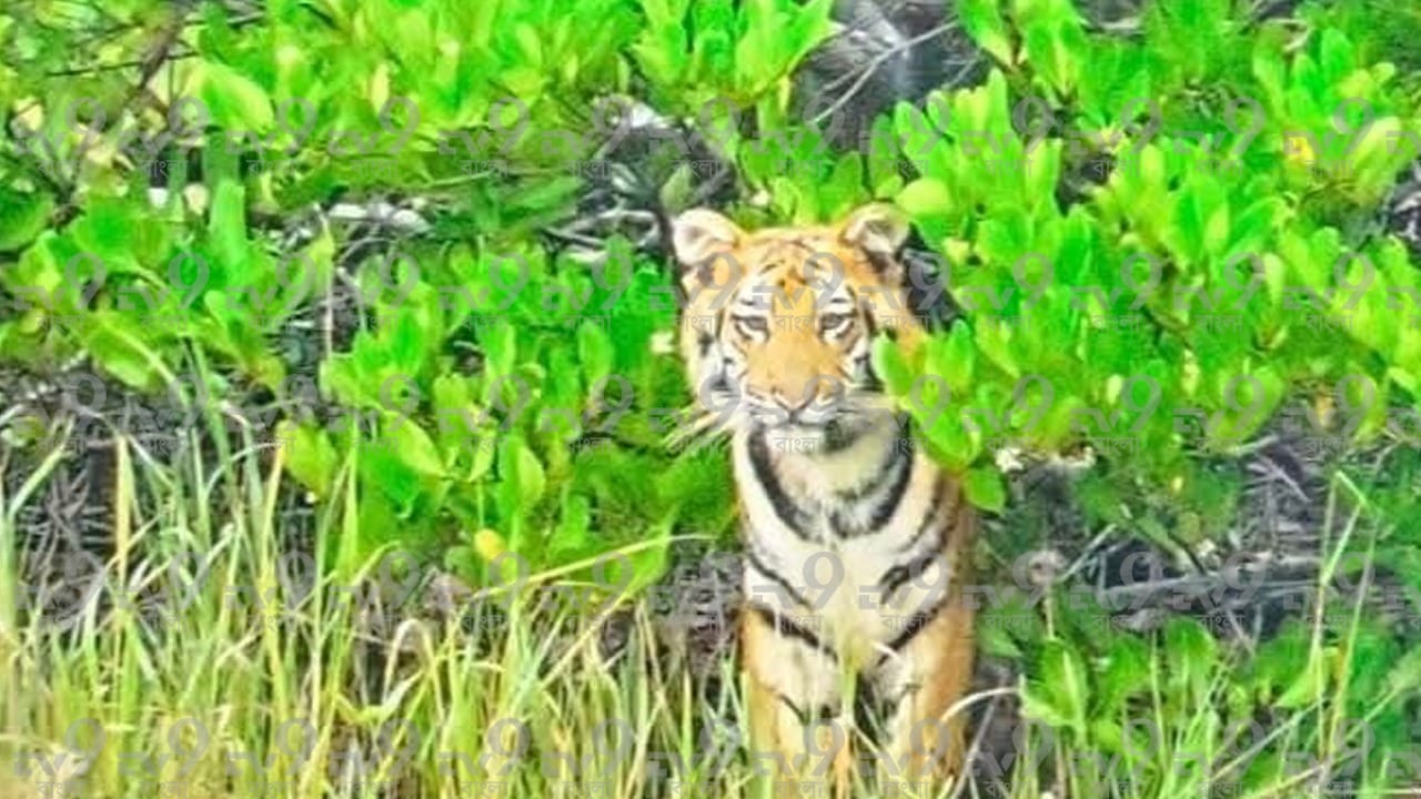 জানা গিয়েছে, ‘পিতামাতার আশীর্বাদ’ নামক একটি পর্যটক বোঝাই বোট থেকে এই বিরল দৃশ্যটি দেখা যায়।