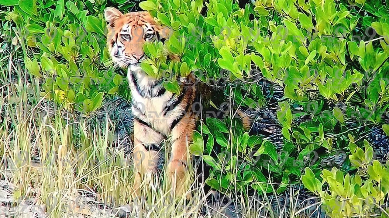 বোটের চালক শ্রীদাম গায়েন এবং ফরেস্ট গাইড চিন্ময় চুয়ানের তৎপরতায় পর্যটকরা বেশ কিছুক্ষণ ধরে এই রাজকীয় দৃশ্য উপভোগ করার সুযোগ পান।