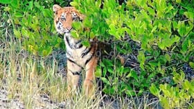 সুন্দরবনে ফের রয়্যাল দর্শন, পীরখালির জঙ্গলে ছানা নিয়ে হাজির দক্ষিণ রায়
