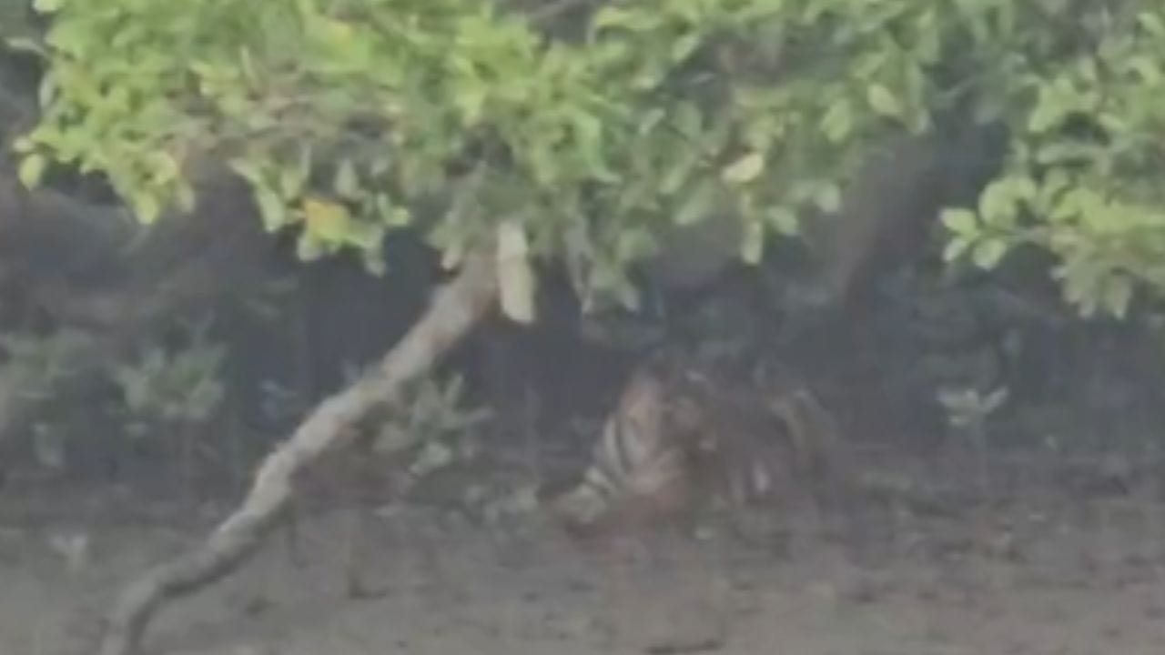 মা ও ছানাকে একসঙ্গে নদীর পাড়ে ঘুরে বেড়াতে দেখে পর্যটকদের মধ্যে ছিল রীতিমতো রোমাঞ্চ। অনেকেই এই দুর্লভ মুহূর্ত ক্যামেরাবন্দি করে নেন। 