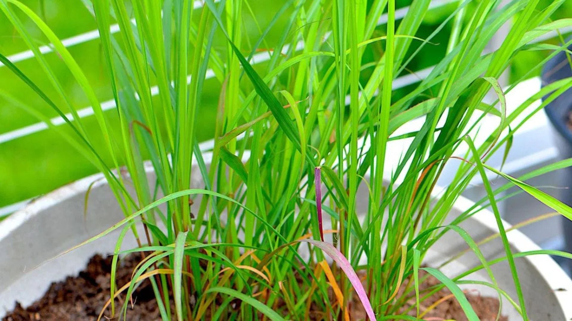 লেমন গ্রাসে 'সিট্রোনেলা' নামক উপাদান থাকে, যা মশা তাড়াতে অত্যন্ত কার্যকরী। এটি বাড়িতে লাগালে পরিবেশ সতেজ থাকে এবং পোকামাকড়ের উপদ্রব কমে। এই গাছের রক্ষণাবেক্ষণও খুব সহজ।