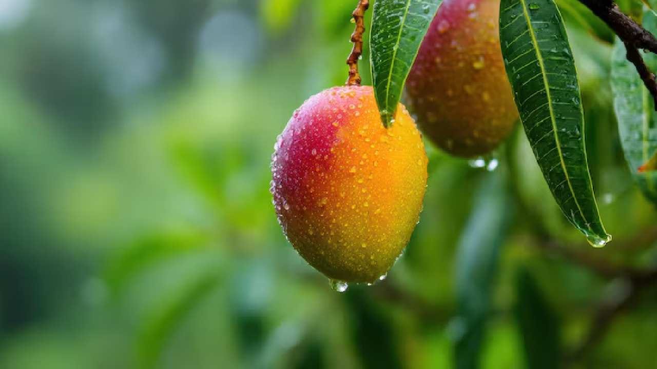 আঁটির গায়ে লেগে থাকা পাল্প দিয়ে গুজরাটি স্টাইলে তৈরি করা যায় ‘পাখি কেরি না গোতলা নু শাক’। আঁটিগুলো মশলা, গুড় ও তেঁতুলের সঙ্গে ফুটিয়ে ঘন গ্রেভি তৈরি করা হয়। ডাল বা তরকারিতে আমের আঁটি দিলে রান্নায় আসে এক অনন্য স্বাদ। Free Pik
