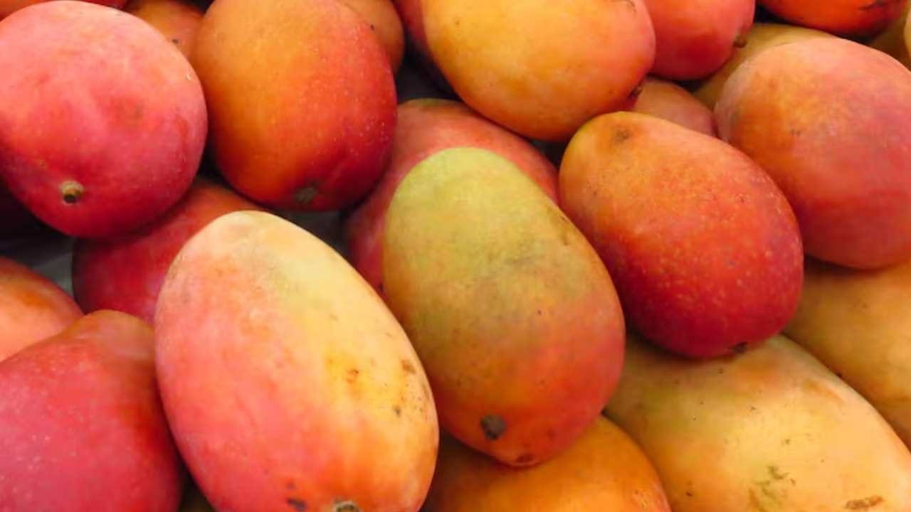 ভারতে গ্রীষ্মকাল আর আম যেন সমার্থক। বাজারে এখন আমের মেলা। এই ফলের প্রতিটি অংশই যে রান্নায় ব্যবহার করা যায়, তা হয়তো অনেকেরই অজানা। আমের শাঁস, খোসা এমনকি আঁটি দিয়েও তৈরি হতে পারে জিভে জল আনা পদ। Free Pik