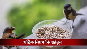 পাখিদের এই বিশেষ দানা খাওয়ালেই ফিরবে আপনার ভাগ্য