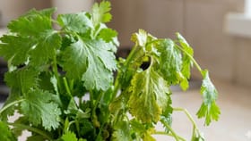 ধনেপাতা পচে কালো হয়ে যাচ্ছে? দীর্ঘদিন সতেজ রাখুন এভাবে